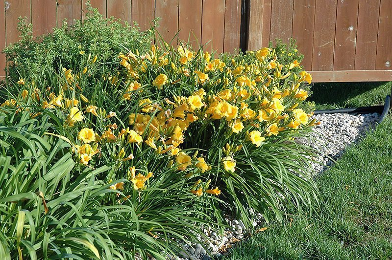 Pourquoi choisir l'Hemerocallis 'Stella de Oro' pour votre jardin 6 Pourquoi choisir l’Hemerocallis ‘Stella de Oro’ pour votre jardin