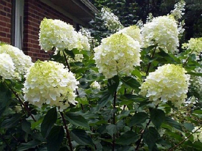 Quelles sont les caractéristiques de l’hydrangea pan ‘Silver Dollar’
