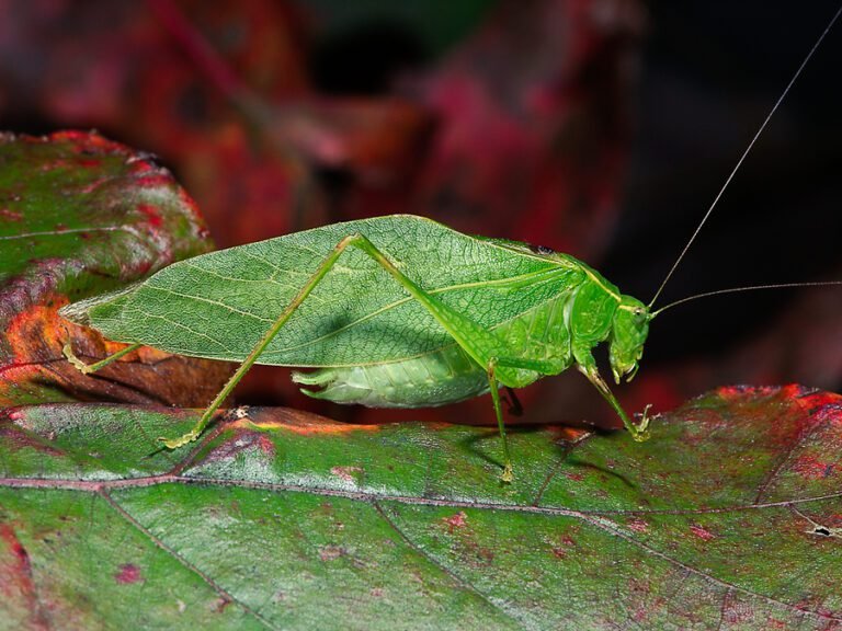 insectes colores sur une feuille verte