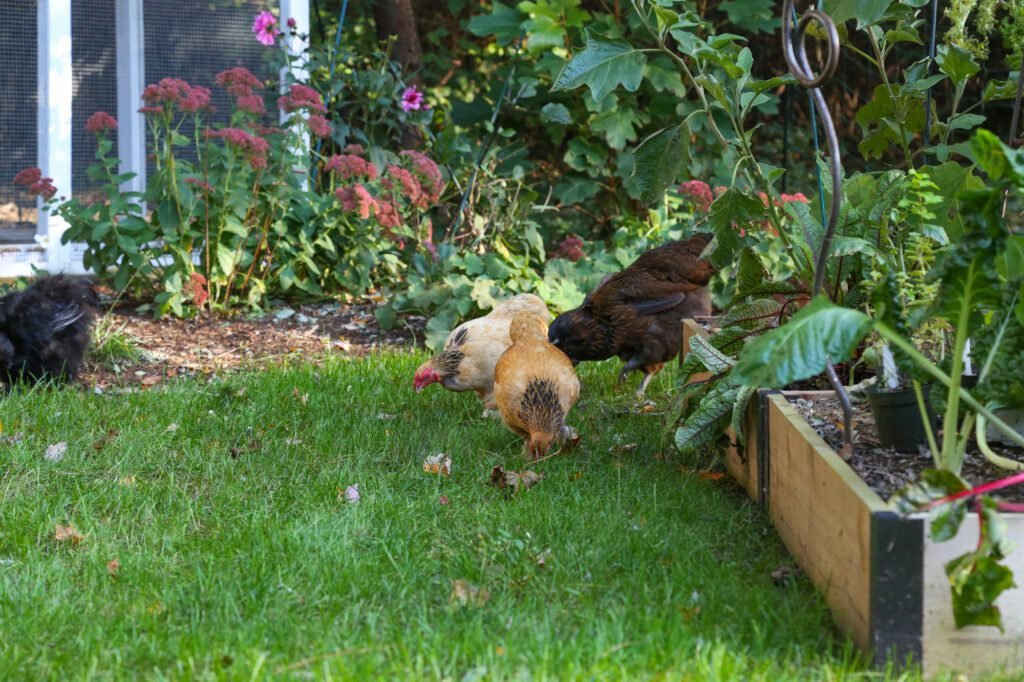 Peut-on vraiment avoir des poules dans son jardin en France 1 jardin avec des poules en liberte