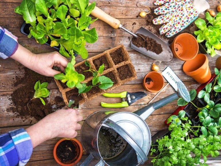 Comment cultiver des graines d'ici à Nantes pour un jardin réussi 39 jardin potager avec semences et outils
