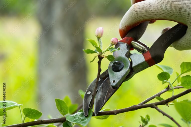 Quand et comment tailler vos arbres et arbustes pour un jardin sain 9 jardinier taillant des arbres en plein air