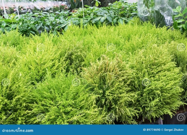 Comment cultiver le Cupressus macrocarpa Goldcrest Wilma chez soi 8 jeune cupressus macrocarpa en pot