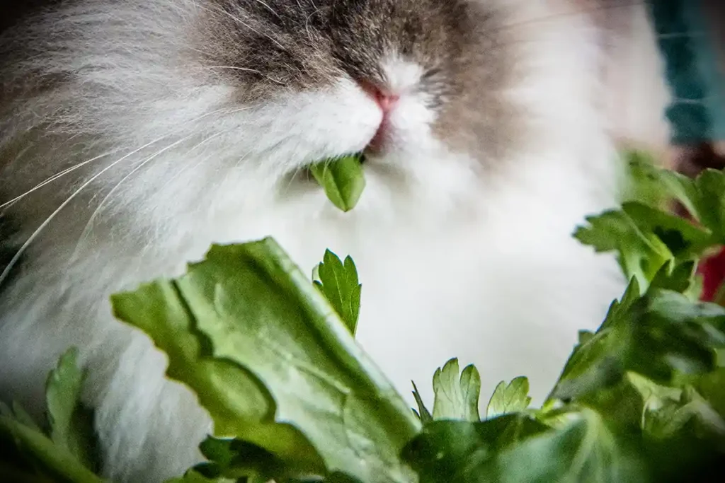 Quels légumes sont adaptés pour un lapin nain