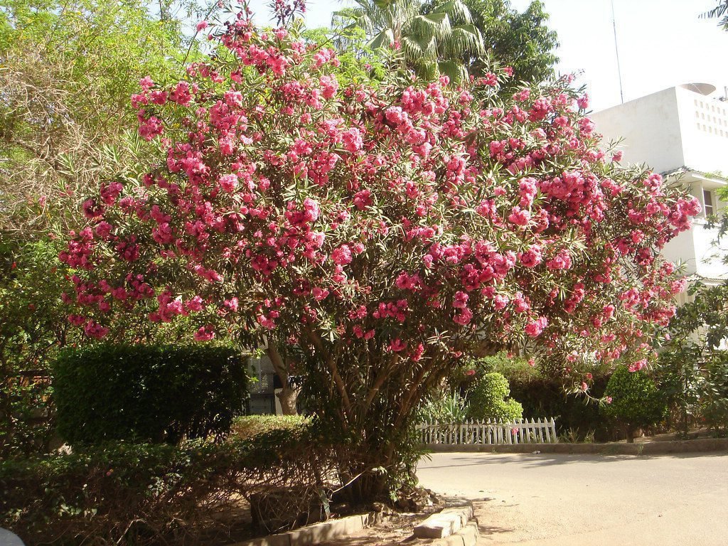 laurier rose en pleine floraison 1