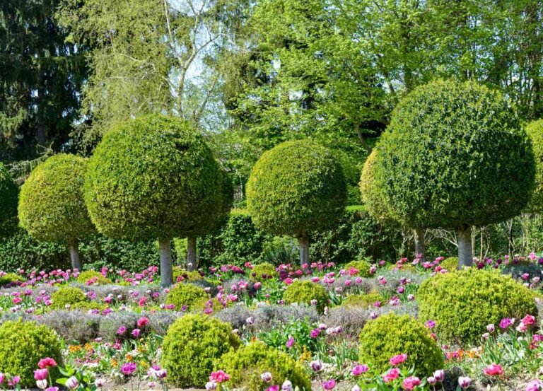 Comment tailler efficacement un laurier tin pour favoriser sa croissance 19 laurier tin bien taille dans un jardin