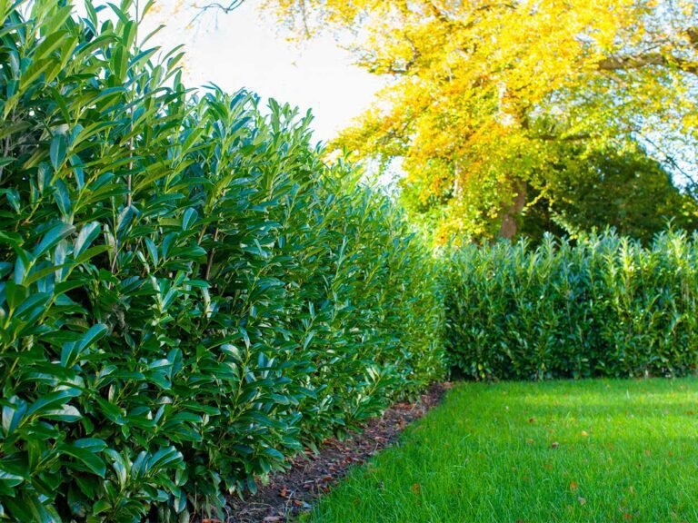 laurier tin en pleine croissance dans une haie