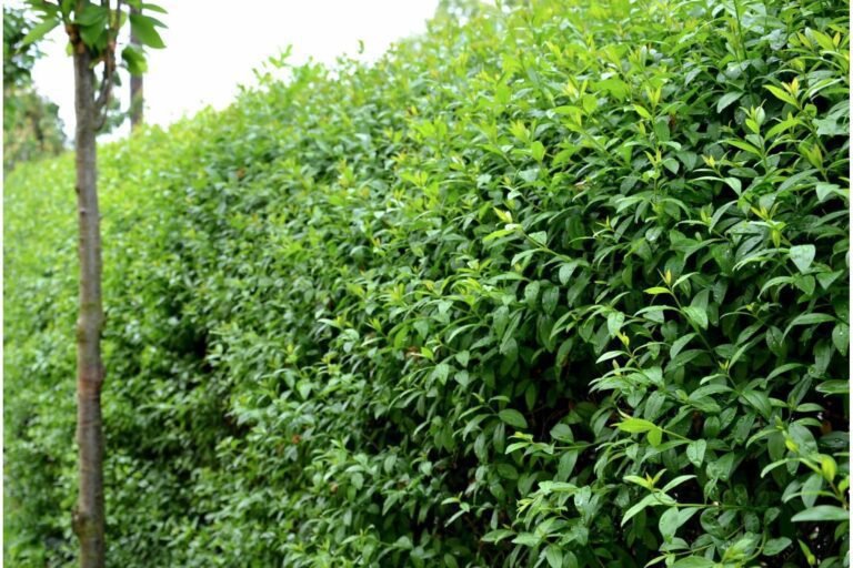 Comment cultiver et entretenir le Ligustrum ovalifolium en Californie 11 ligustrum ovalifolium en pleine croissance