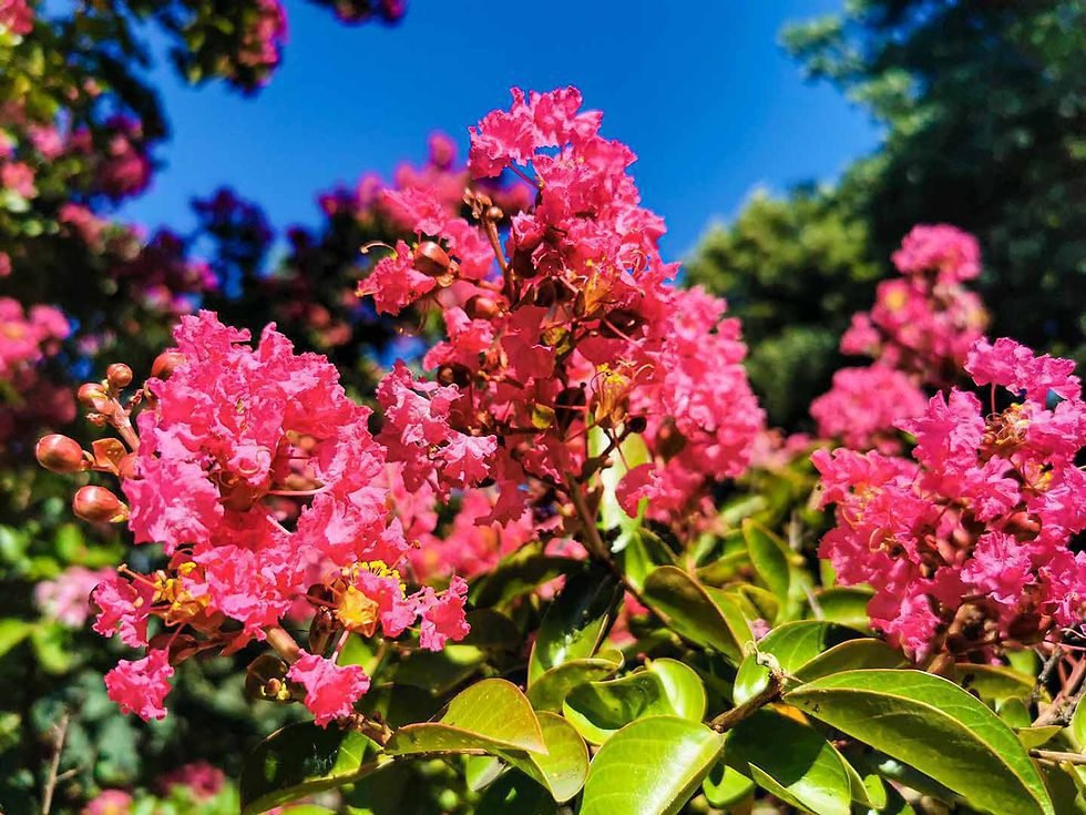 Comment cultiver le lilas des Indes sur demi-tige dans votre jardin 3 Comment cultiver le lilas des Indes sur demi-tige dans votre jardin