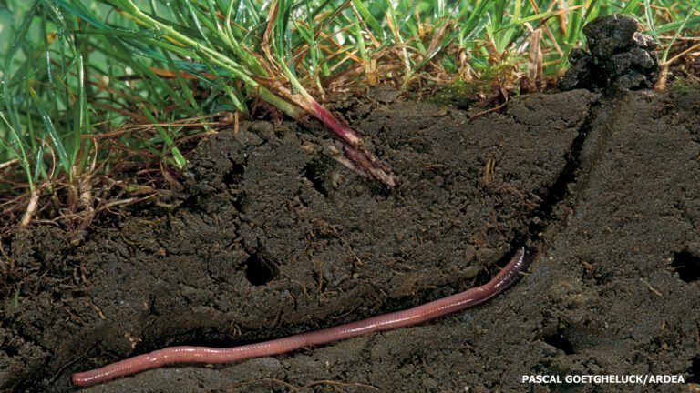 Que sont les lombrics et quel rôle jouent-ils dans le sol 13 lombrics creusant des tunnels dans le sol