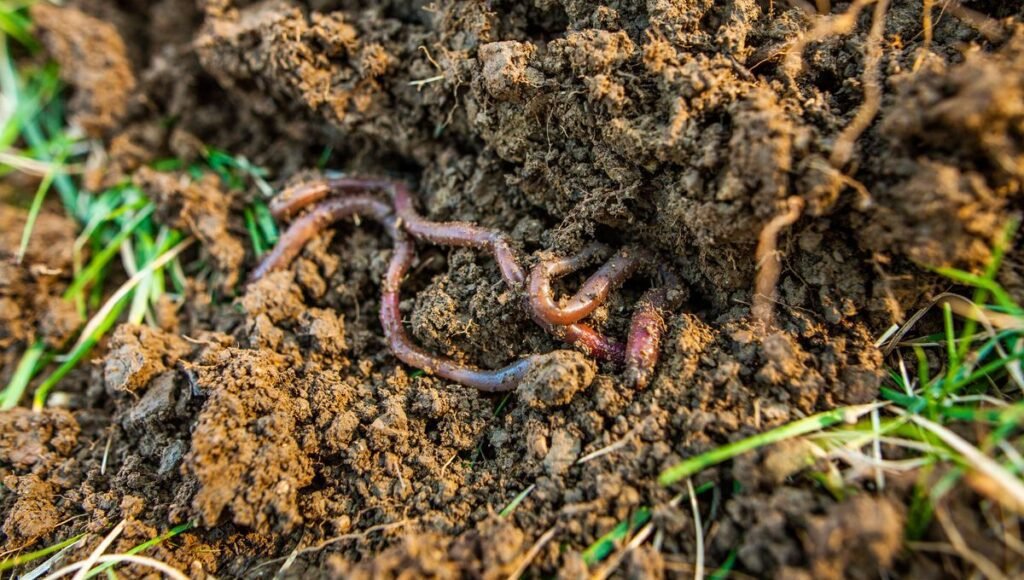 Où acheter des vers de terre chez Gamm Vert près de chez vous 6 Où acheter des vers de terre chez Gamm Vert près de chez vous
