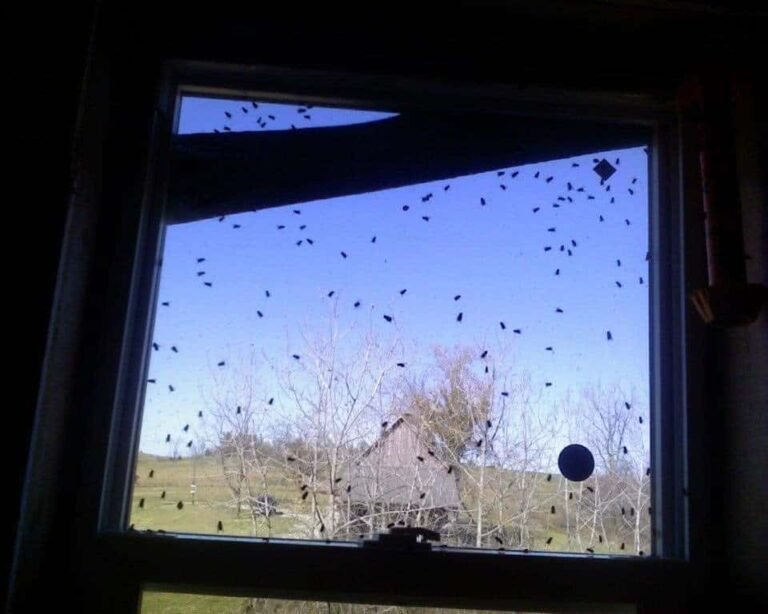 mouches domestiques sur une fenetre