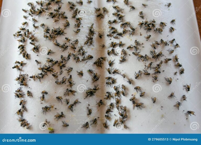 mouches piegees dans un attrape mouches