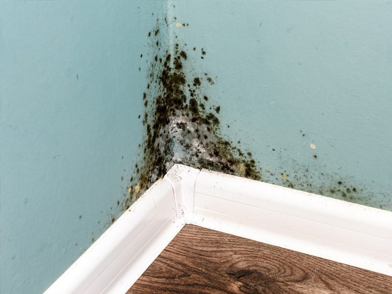 Comment éliminer les traces d'humidité sur les murs efficacement 1 mur avec traces dhumidite a eliminer