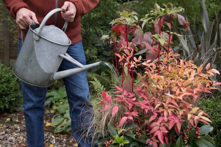 Que savoir sur la Nandina Domestica Gulf Stream et son entretien 15 nandina domestica en pleine croissance