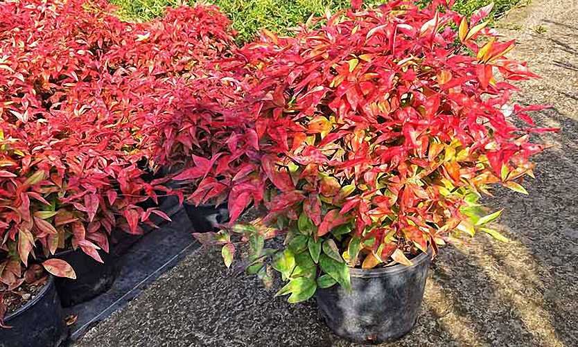 Comment cultiver et entretenir la Nandina domestica ‘Fire Power’