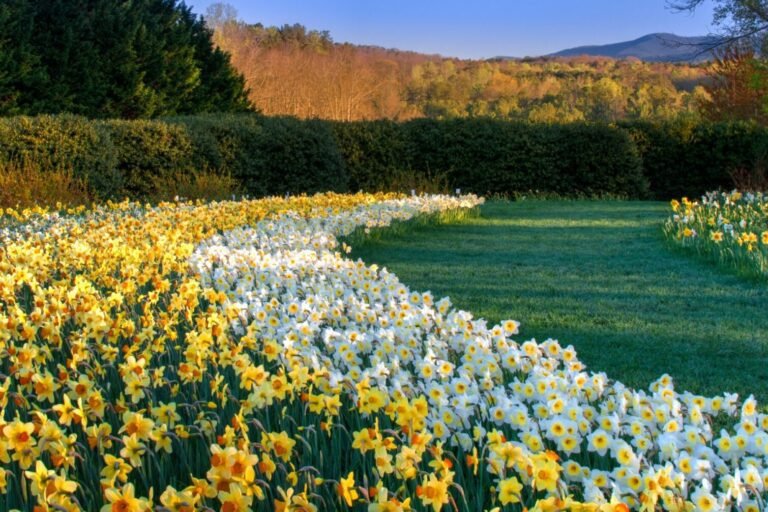 Comment cultiver et entretenir le narcisse tête à tête dans votre jardin 22 narcisses en fleurs dans un jardin