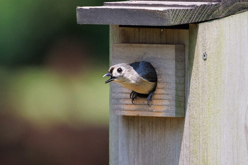 Quel diamètre de trou pour un nichoir à mésange est idéal 7 Quel diamètre de trou pour un nichoir à mésange est idéal