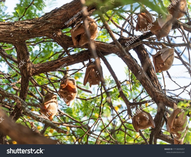 Quel type de nid convient le mieux aux chauves-souris 35 nid de chauve souris accroche dans un arbre