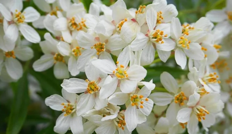 oranger aztec pearl en pleine floraison