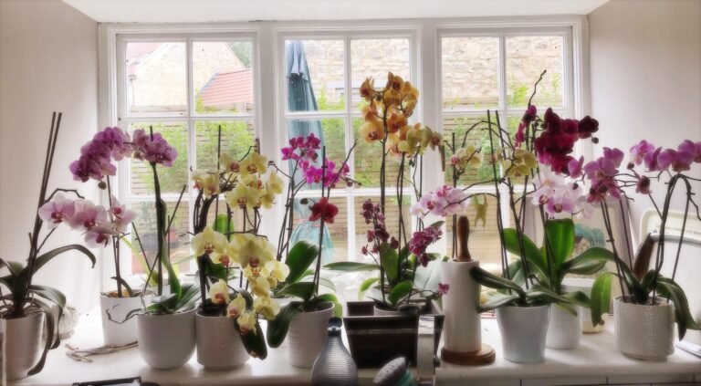 orchidee en pleine floraison sur windowsill