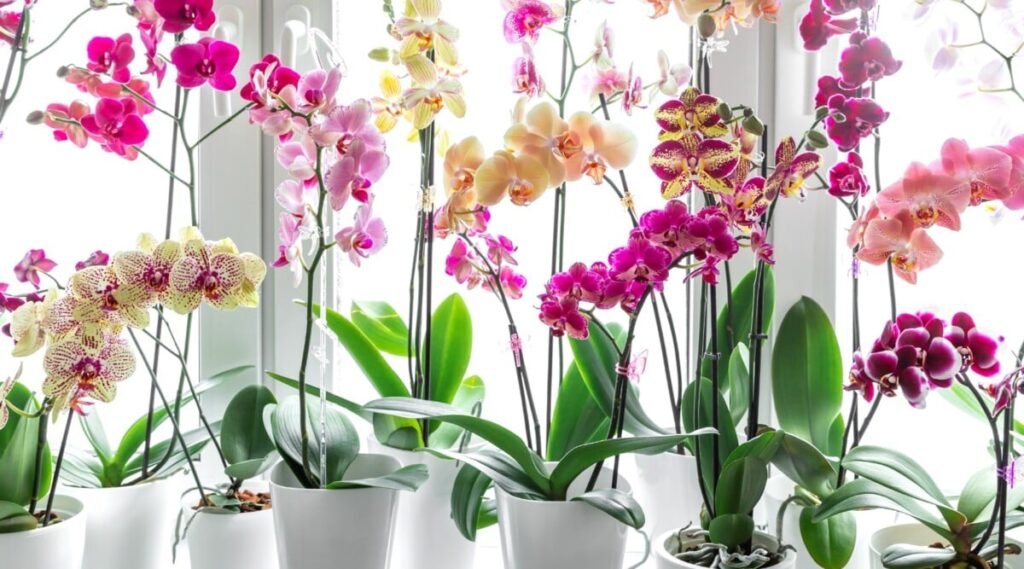 Comment bien entretenir une orchidée en pot pour la faire fleurir 8 Comment bien entretenir une orchidée en pot pour la faire fleurir