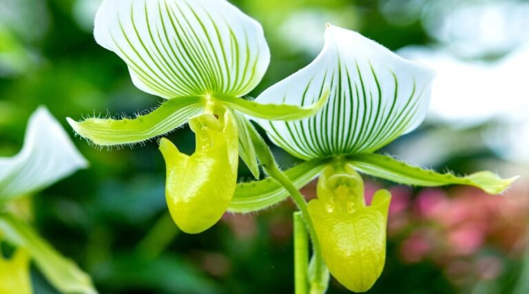 Pourquoi l'orchidée le sabot de Vénus est-elle si unique et précieuse 5 orchidee sabot de venus en pleine floraison
