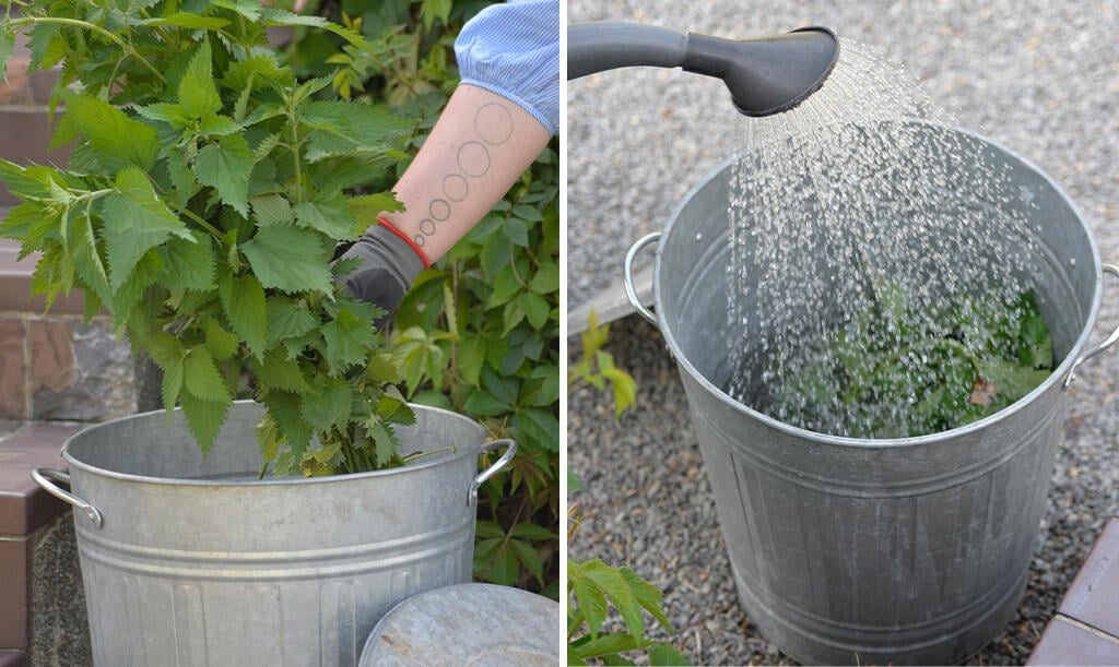 orties fraiches dans un seau deau