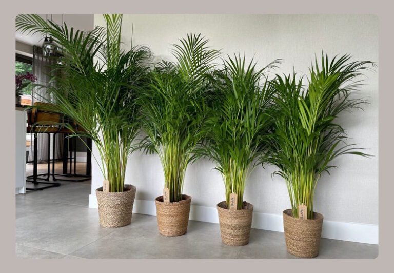 palmier areca en pot bien entretenu