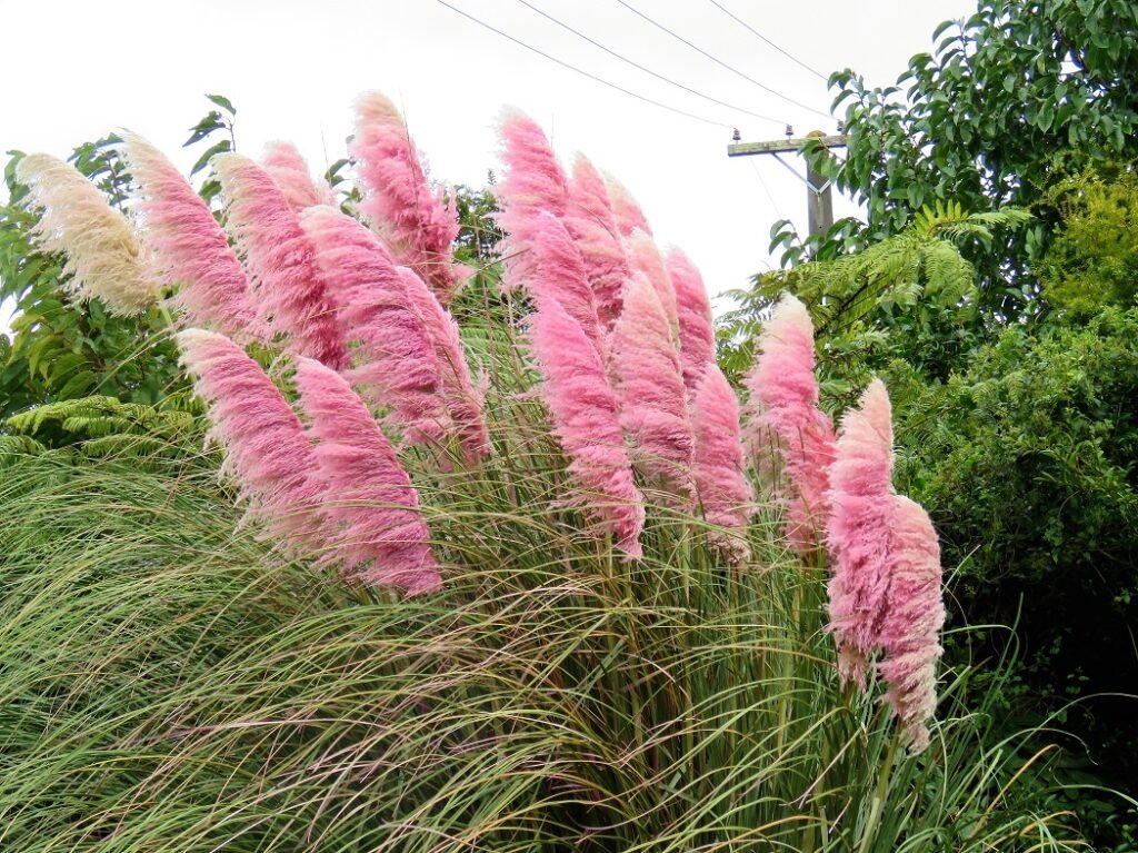 Comment entretenir l’herbe des pampas rose dans votre jardin