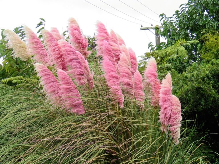 pampas rose en pleine floraison dans le jardin