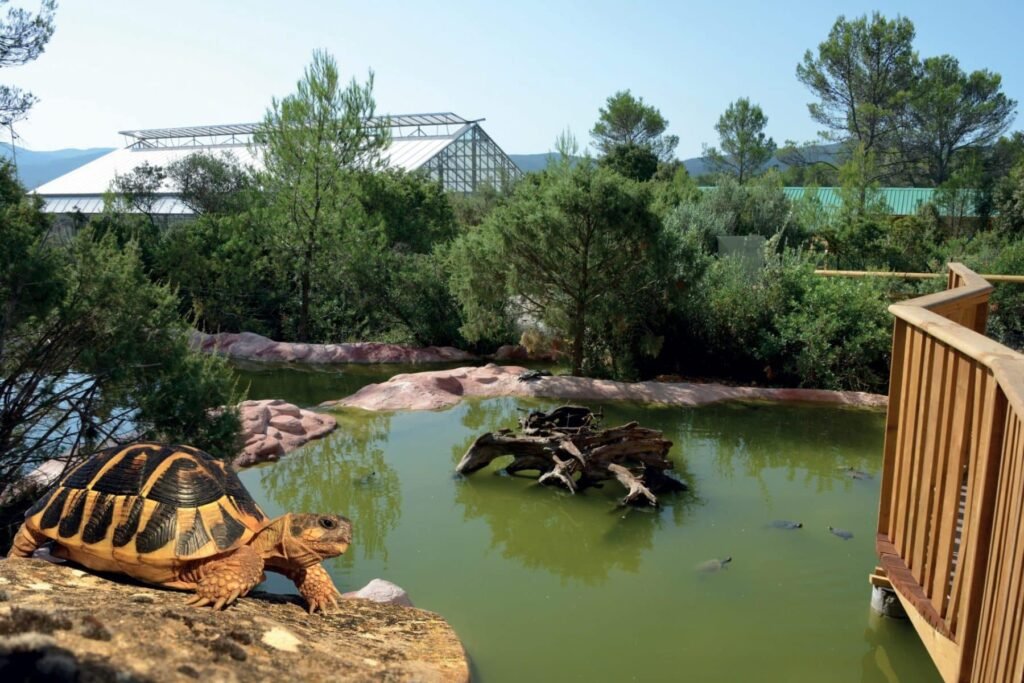 Comment choisir le meilleur parc à tortue terrestre près de chez vous 5 Comment choisir le meilleur parc à tortue terrestre près de chez vous