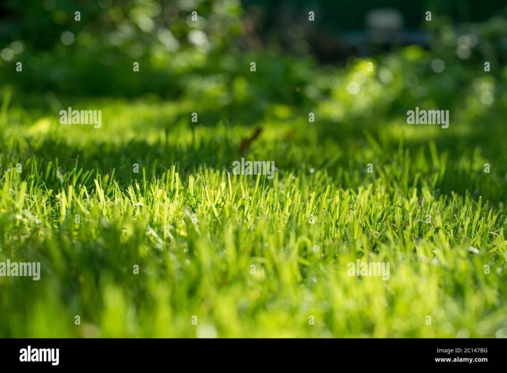 Comment bien entretenir sa pelouse au printemps pour la rendre magnifique