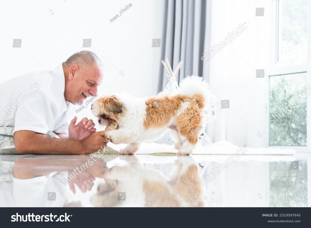 Quel petit chien est le plus adapté pour une personne âgée 3 Quel petit chien est le plus adapté pour une personne âgée