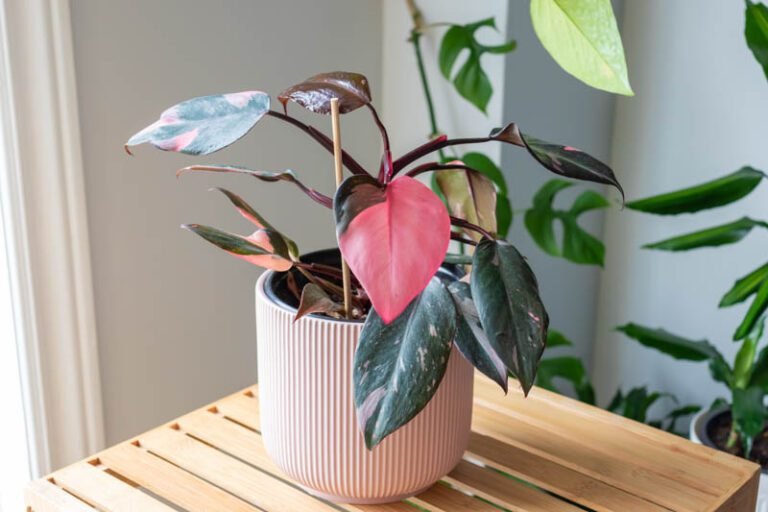 Comment entretenir un Philodendron Pink Princess avec succès 37 philodendron pink princess en pleine croissance