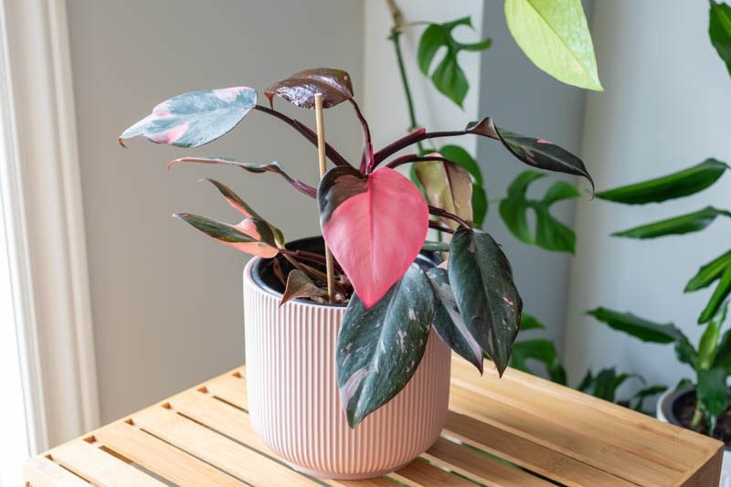philodendron pink princess en pleine croissance