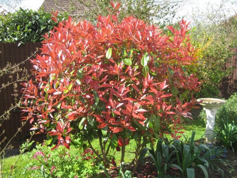Comment entretenir le Photinia Fraseri 'Little Red Robin' dans votre jardin 14 photinia fraseri little red robin en jardin