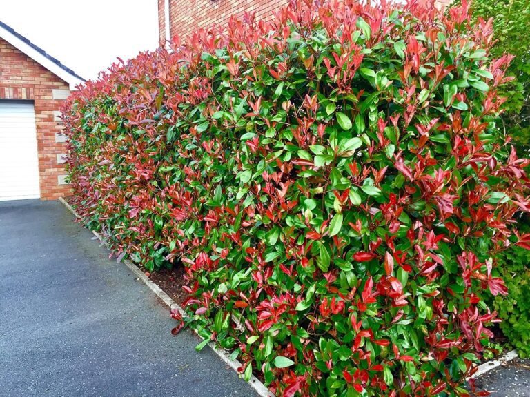 photinia red robin en pleine croissance 2