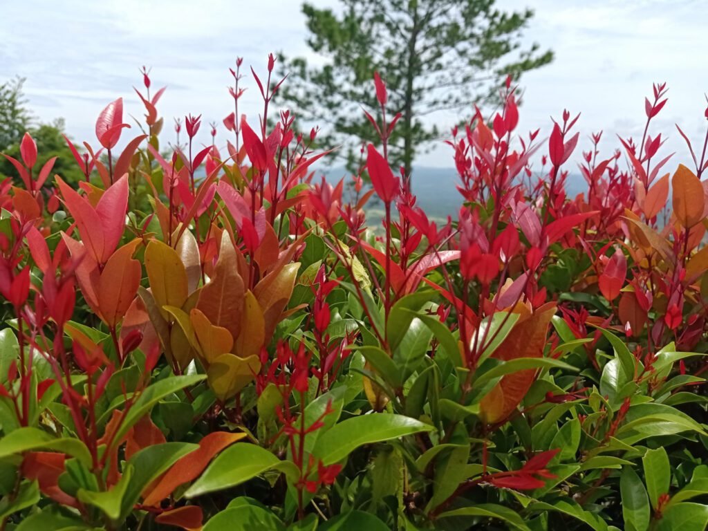 Comment favoriser la croissance du photinia Red Robin dans votre jardin 4 Comment favoriser la croissance du photinia Red Robin dans votre jardin