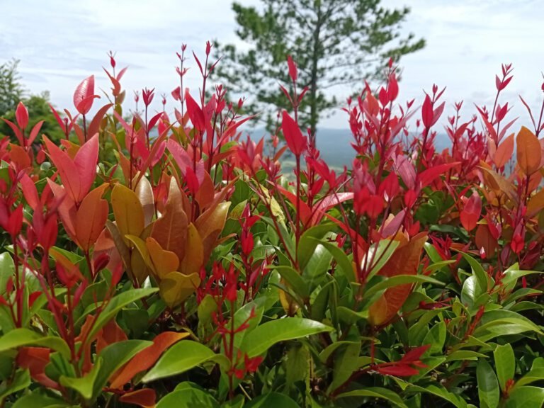 Comment favoriser la croissance du photinia Red Robin dans votre jardin 19 photinia red robin en pleine croissance 3