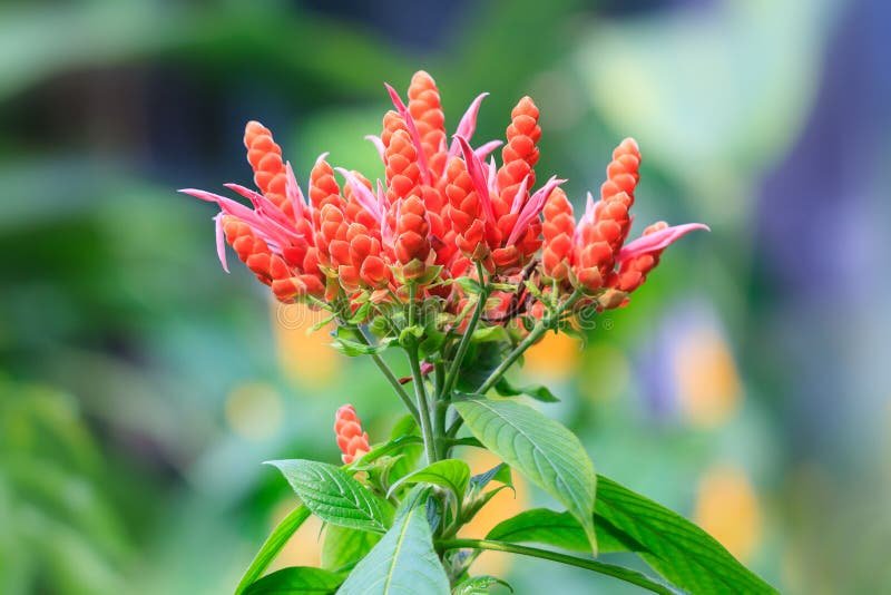 Comment Identifier Cette Plante Mystérieuse Que Vous Avez Trouvée