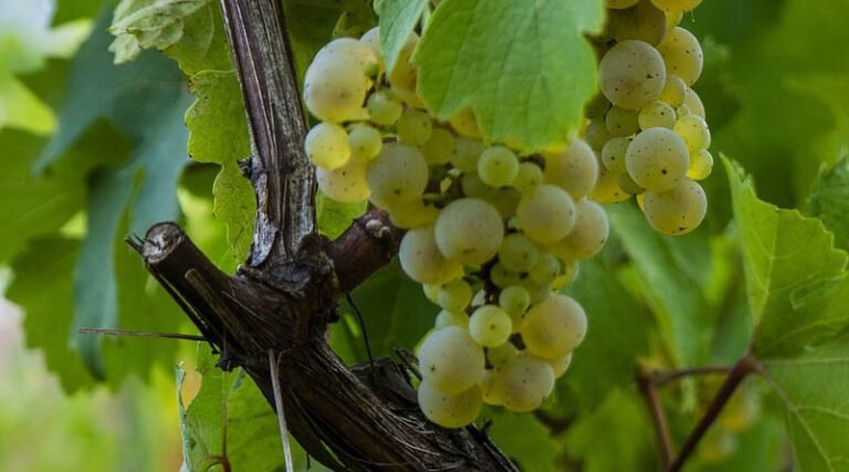 Quel est l'entretien et la culture du pied de vigne Muscat de Hambourg 9 pied de vigne muscat de hambourg en culture