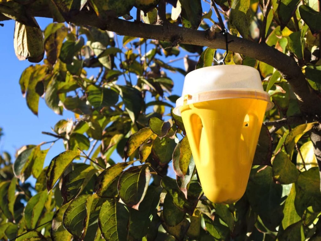 Comment utiliser un piège à phéromones pour lutter contre la pyrale du buis