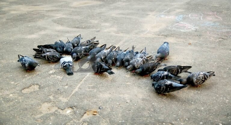 Que mangent réellement les pigeons dans la nature et en ville 15 pigeons picorant des graines au sol