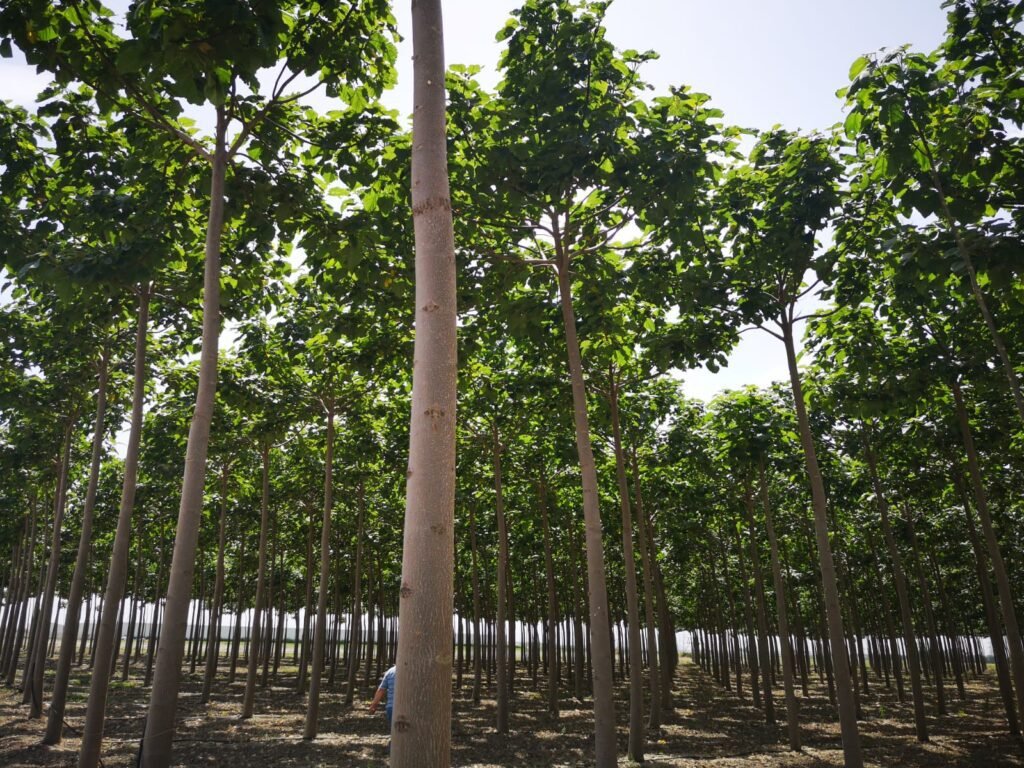 Quelle est la méthode de culture du paulownia en France 3 Quelle est la méthode de culture du paulownia en France