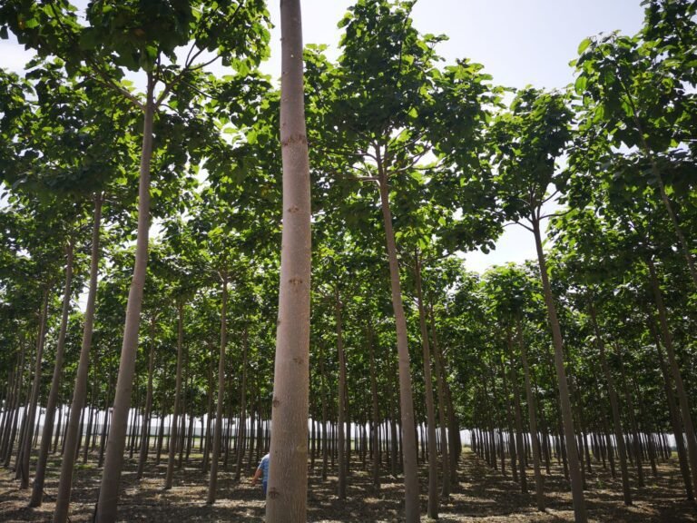 Quelle est la méthode de culture du paulownia en France 9 plantation de jeunes arbres de paulownia
