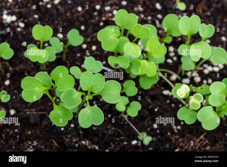 Quelles sont les meilleures techniques pour la pousse des clanets dans les espaces verts 26 plantation de jeunes plants en pleine terre