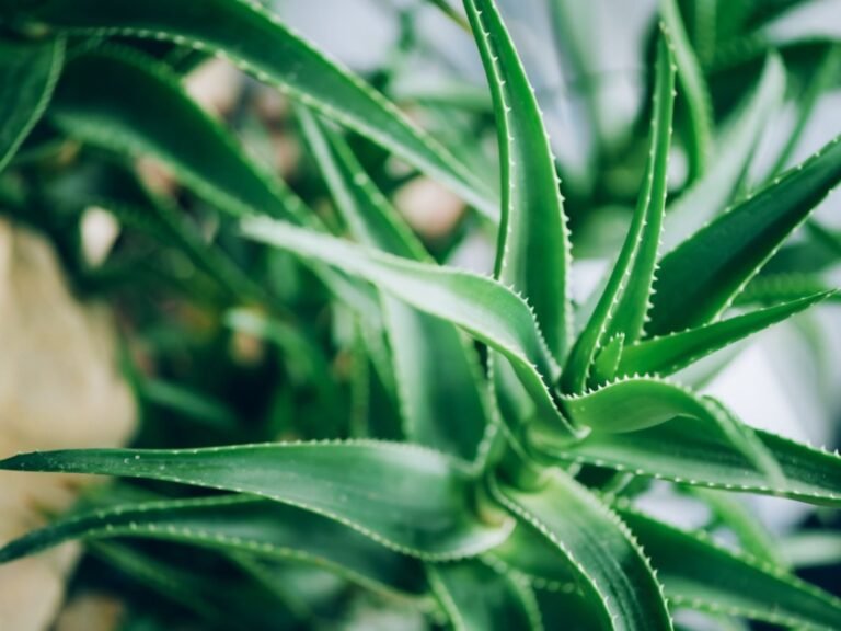 Que faire avec de l'aloe vera pour profiter de ses nombreux bienfaits 10 plante daloe vera en pleine croissance