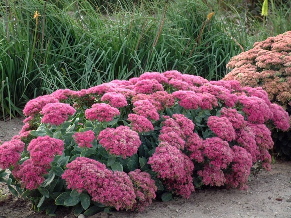 Comment cultiver et entretenir la plante Autumn Joy Sedum