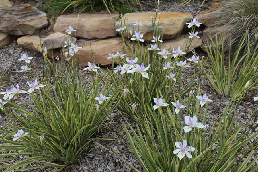 plantes adaptees au sol argileux en jardin